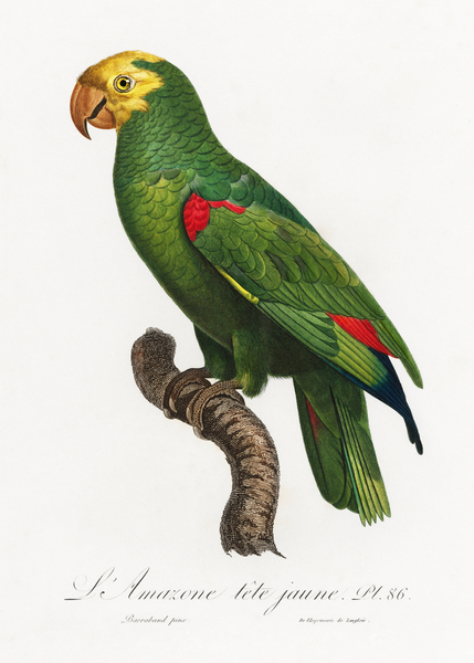Yellow-crowned amazon  Print