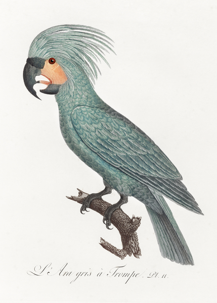 Goliath cockatoo  Print