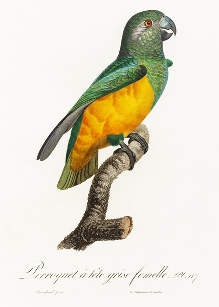 Senegal parrot  Print
