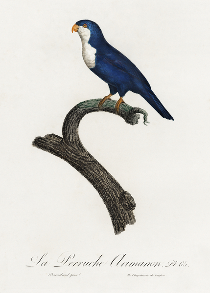 Arimanon parakeet  Print