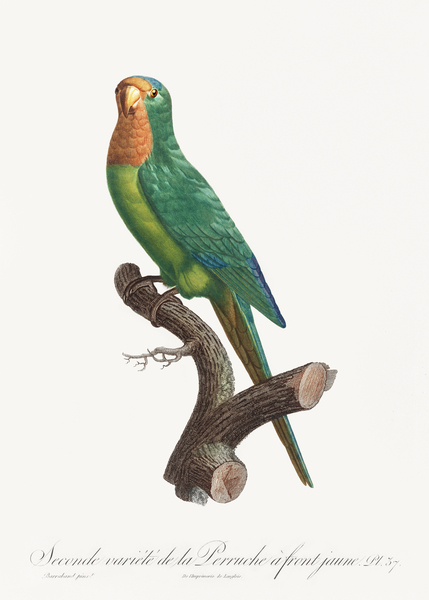 St Thomas conure  Print