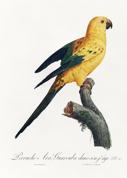 Sun parakeet  Print
