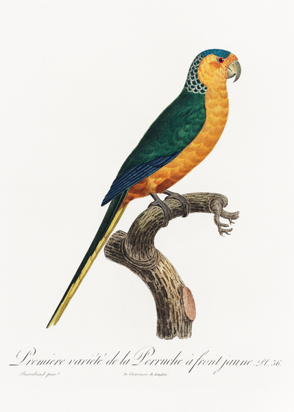 Yellow-fronted parakeet  Print