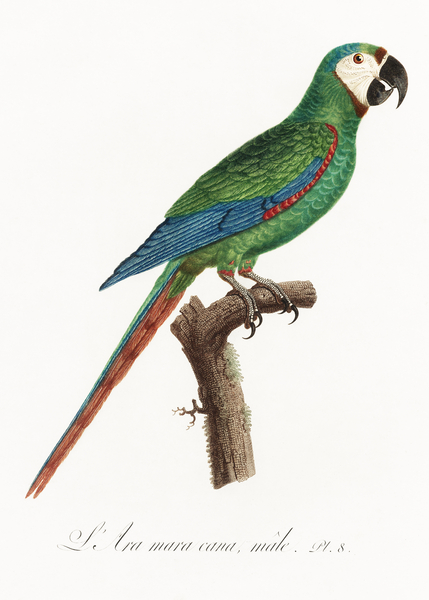 Illigers macaw  Print
