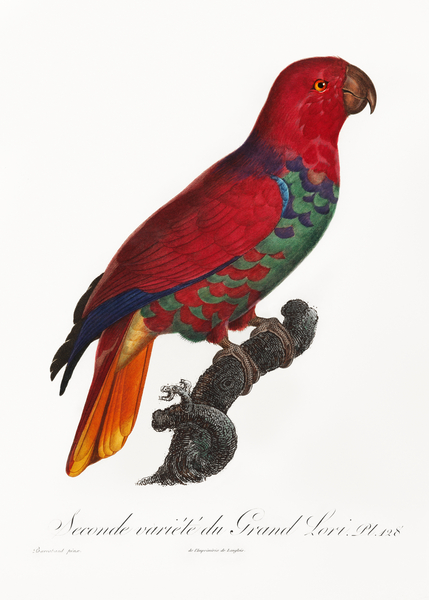 Eclectus parrot  Print