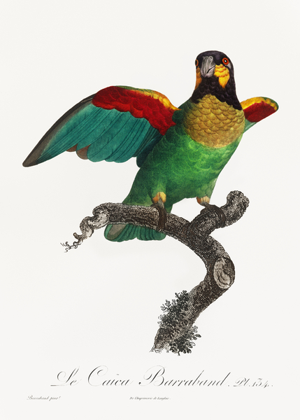 Orange-cheeked parrot  Print