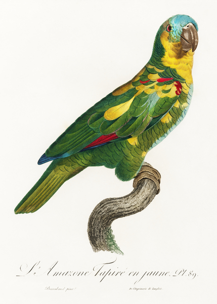 Blue-fronted amazon  Print