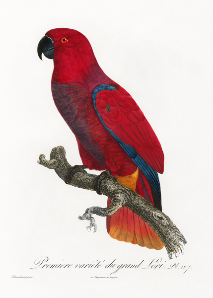 Eclectus parrot  Print