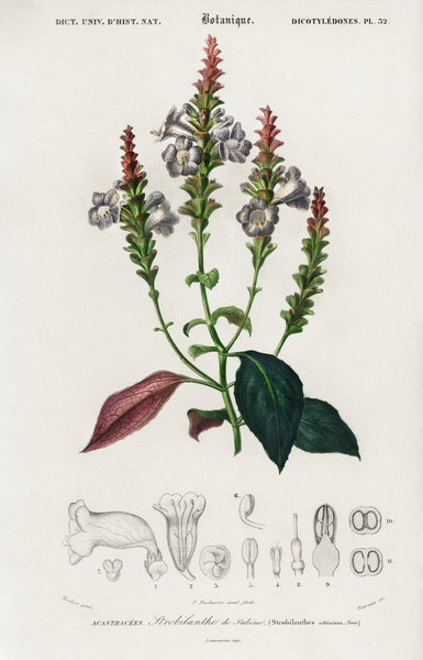 Strobilanthes sabiniana Print