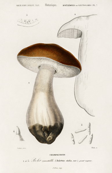 Penny bun Boletus edulis Print