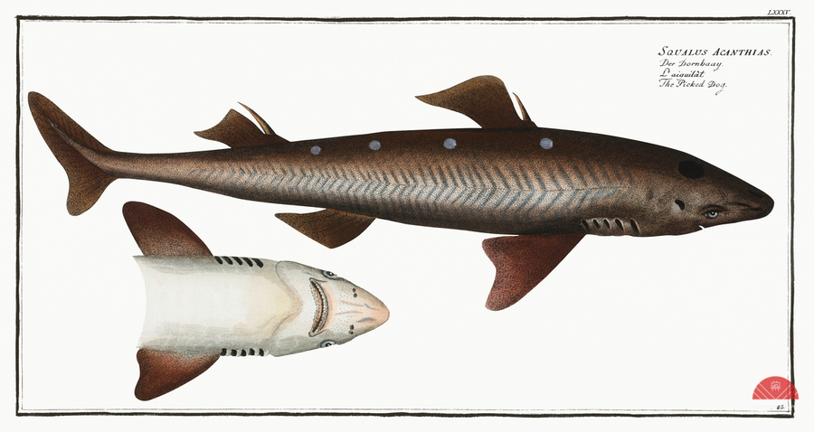 Picked- Dog Squalus Acanthias  Print