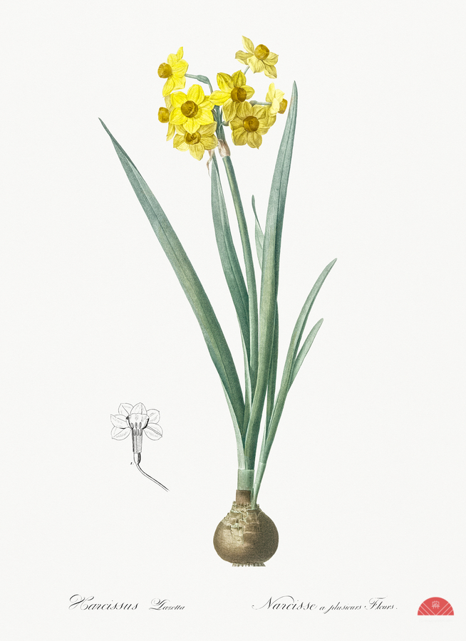 Daffodil illustration   Print