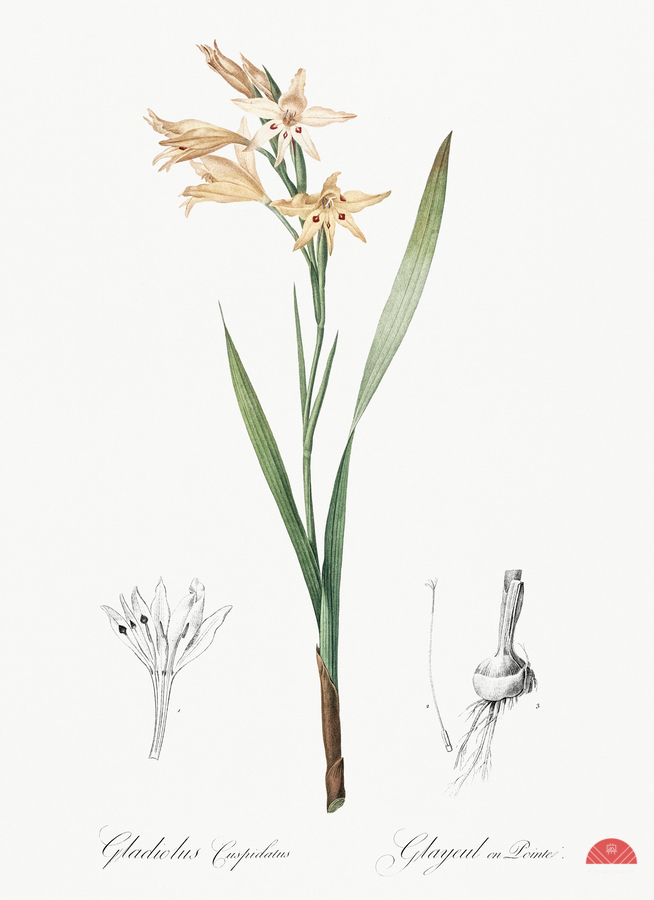 Gladiolus cuspidatus illustration   Print