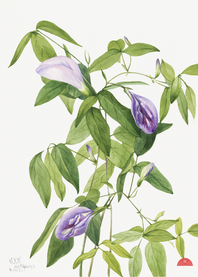 Butterfly Pea Clitoria mariana 1934  Print