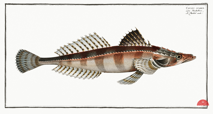 Cottus scaber  Print