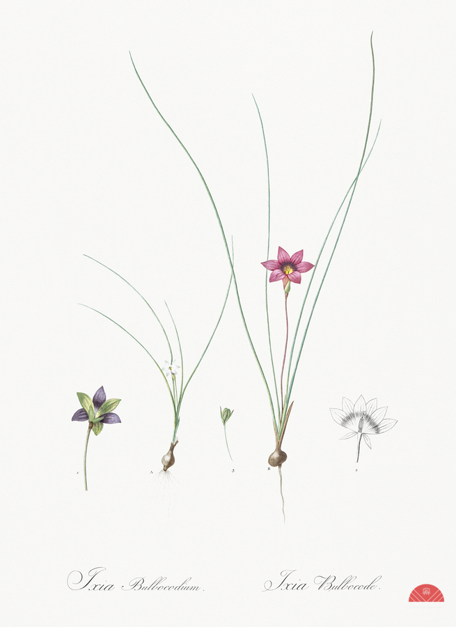 Crocus leaved romulea Ixia bulbocodium illustration   Print