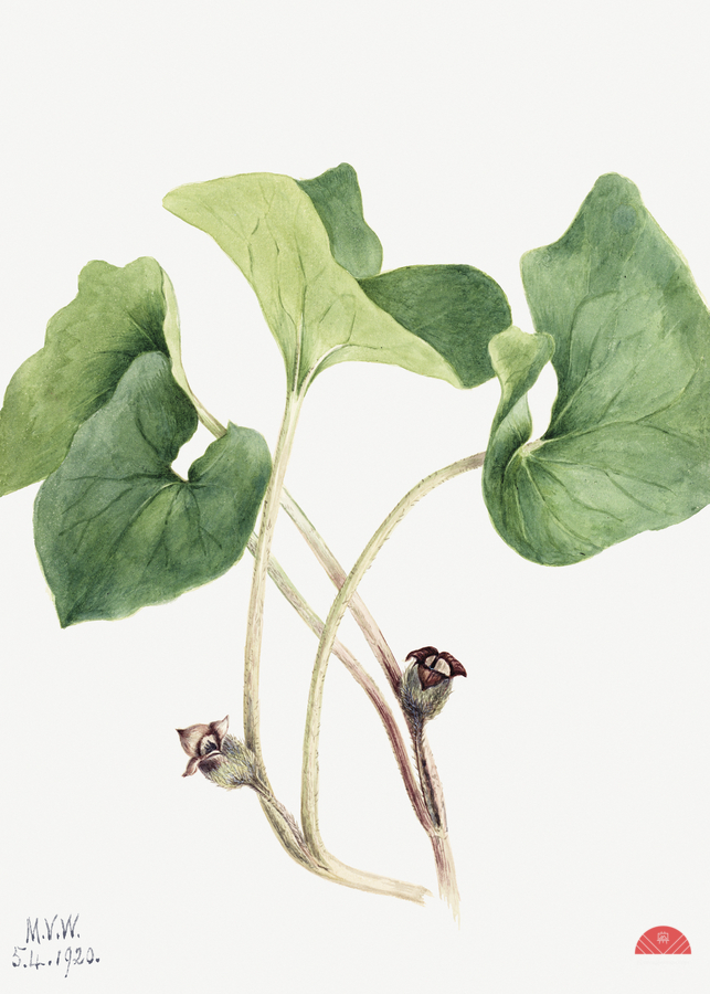 Maypop Passiflora incarnata 1926  Imprimer