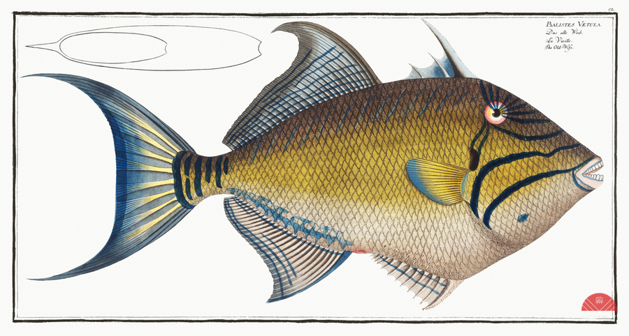 Old-Wife Balistes Vetula  Print