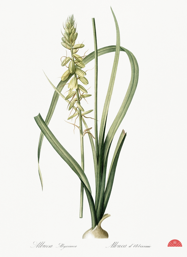 Koyosa illustration   Print