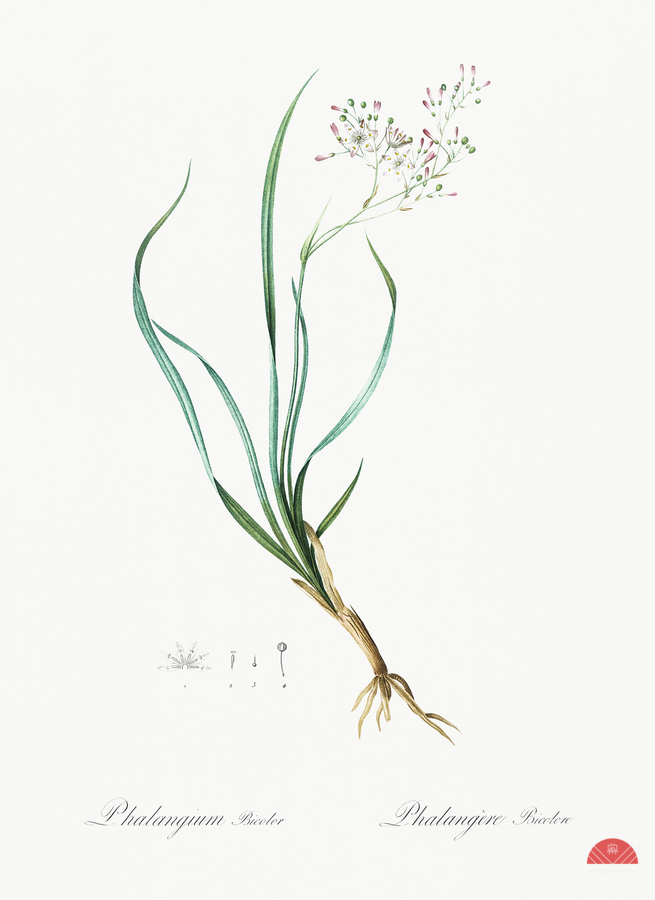 Phalangium bicolor illustration   Print