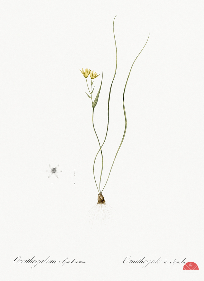 Ornithogalum spathaceum illustration   Print