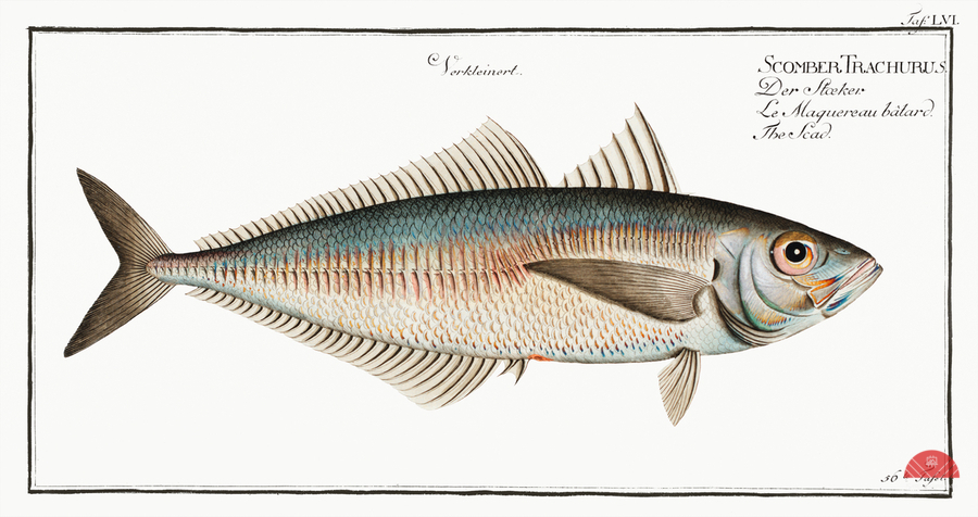 Scad Scomber Trachurus  Print