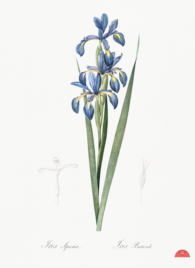 Blue iris illustration   Print