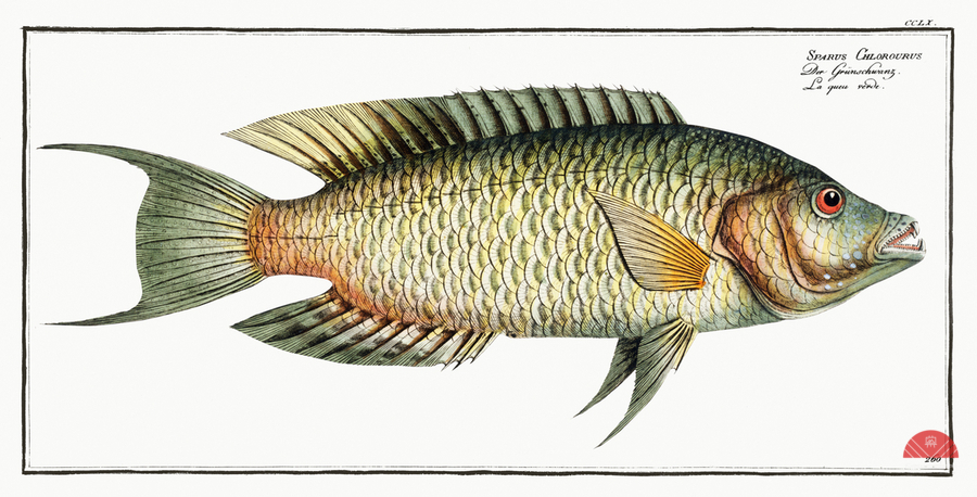 Sparus Chlorourus  Print