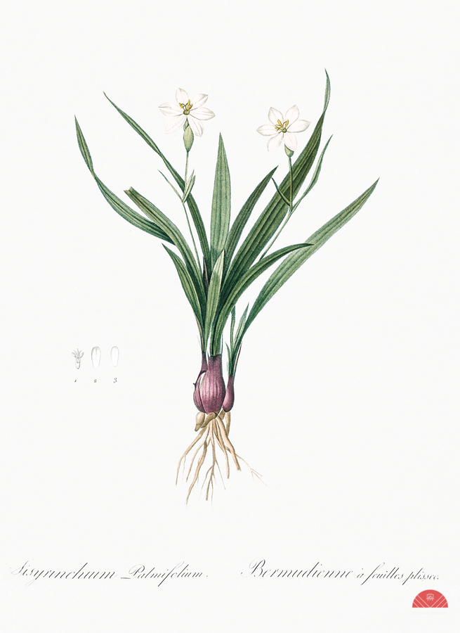 Agave yuccaefolia illustration   Print