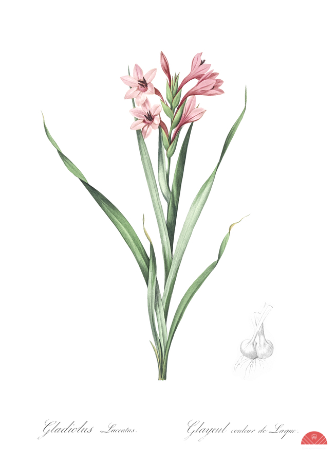 Sword lily illustration   Print