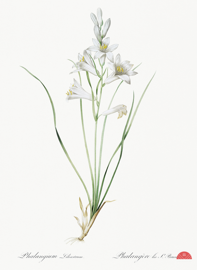 Paradise lily illustration   Print