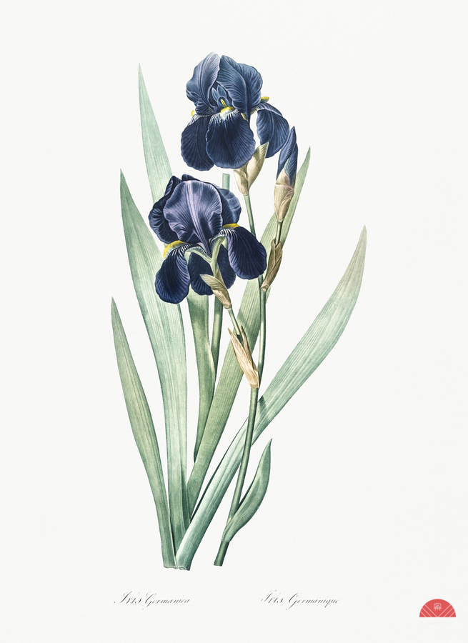 German iris illustration   Print