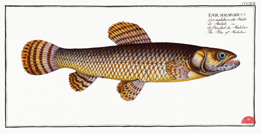 Pike of Malabar Esox malabaricus  Print