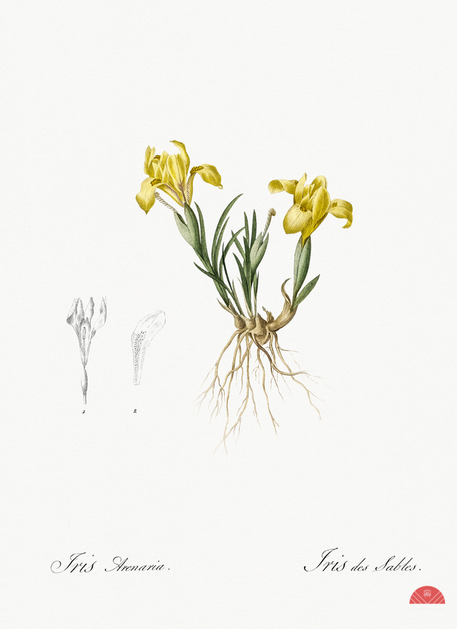 Sand iris illustration   Print