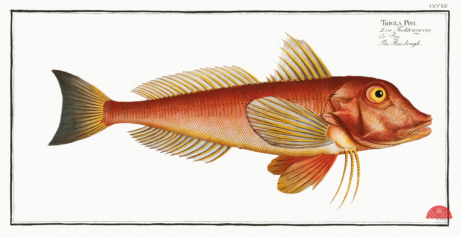 Pine-bough Trigla Pini  Print