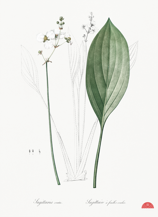 Bulltongue arrowhead illustration   Print