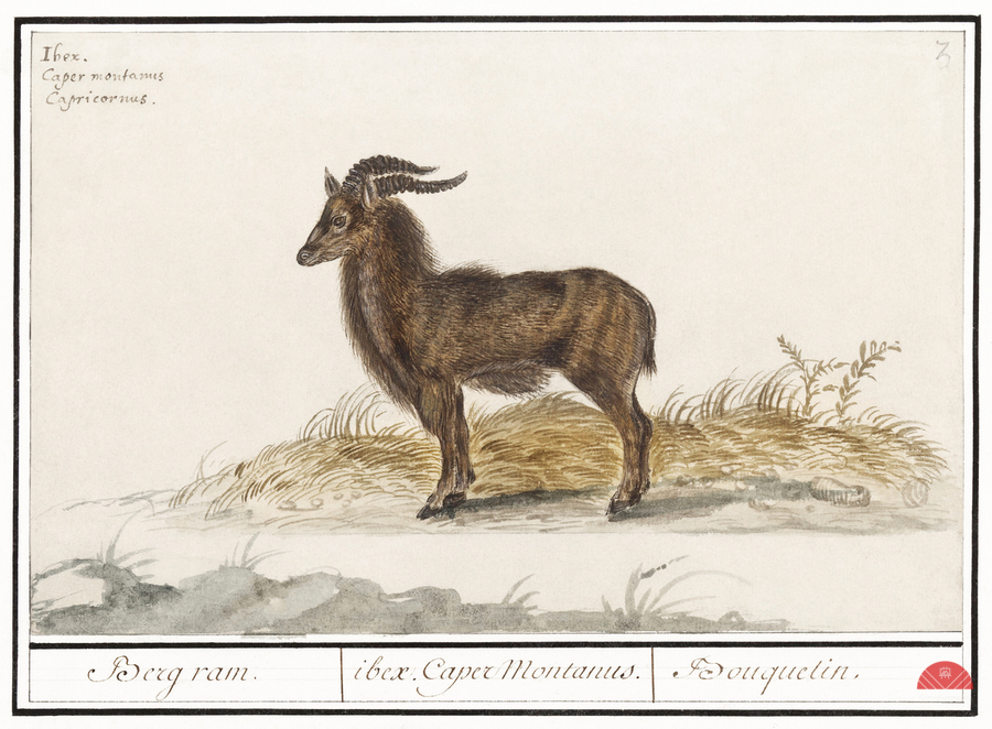 Ibex in vintage style  Print