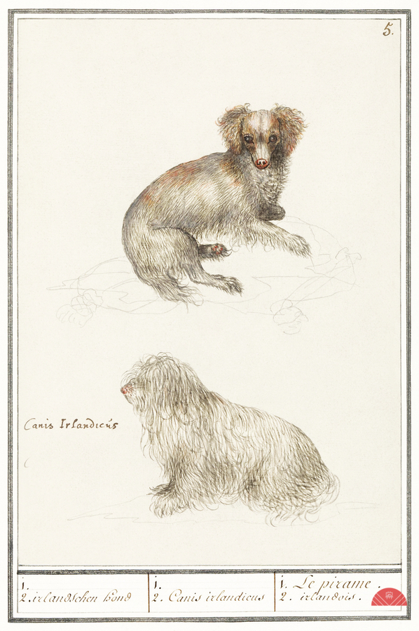 Two dogs in vintage style  Print