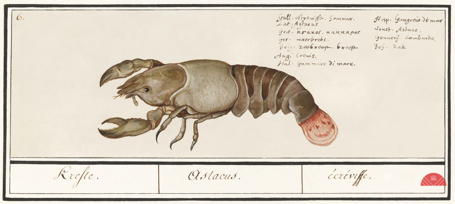 Lobster in vintage style  Print