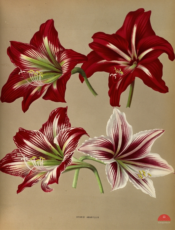 Album van Eeden : Haarlems flora : 1872-1881  Print