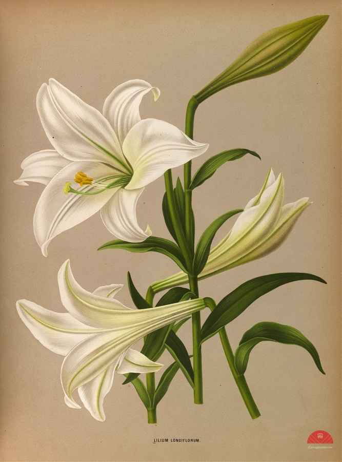Album van Eeden : Haarlems flora : 1872-1881  Print