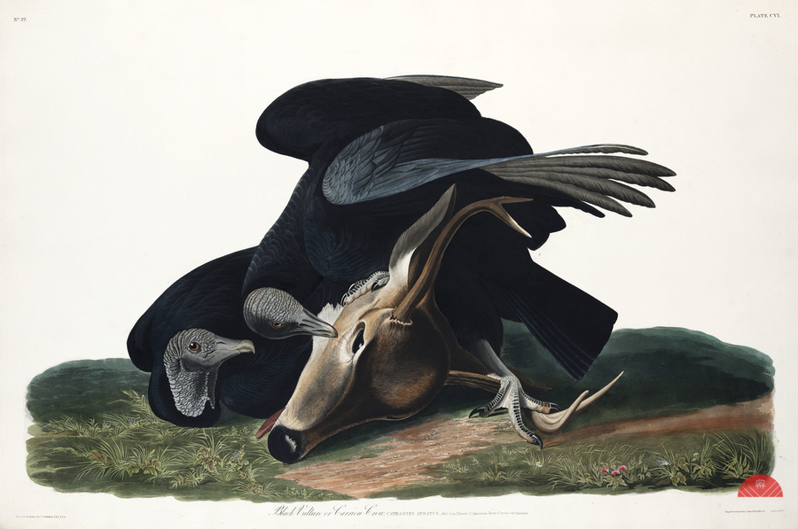 Black Vulture or Carrion Crow  Print