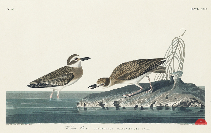 Wilsons Plover  Print
