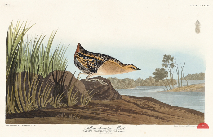 Yellow-breasted Rail  Print