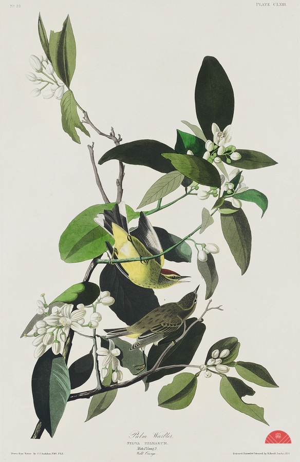 Palm Warbler  Print
