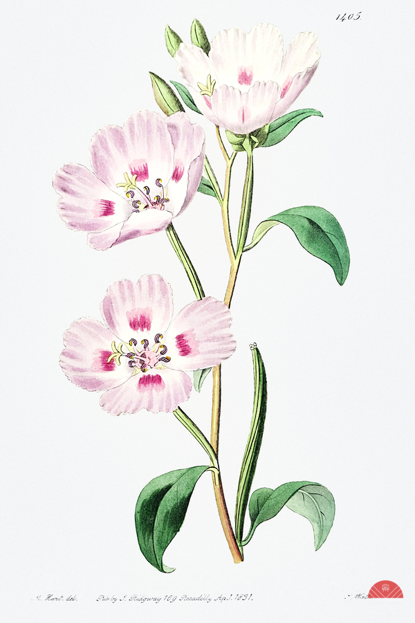 The spotted blush enothera from Edwards Botanical Register 1829-1847  by Sydenham Edwards John Lindley and James Ridgway.  Print