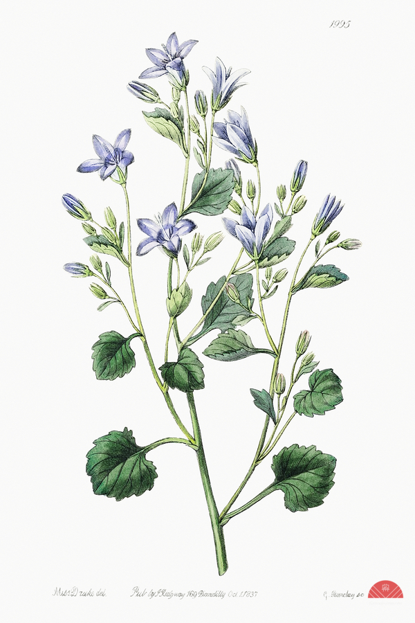 Dalmatian wall campanula flower from Edwards Botanical Register 1829-1847  by Sydenham Edwards John Lindley and James Ridgway.  Print