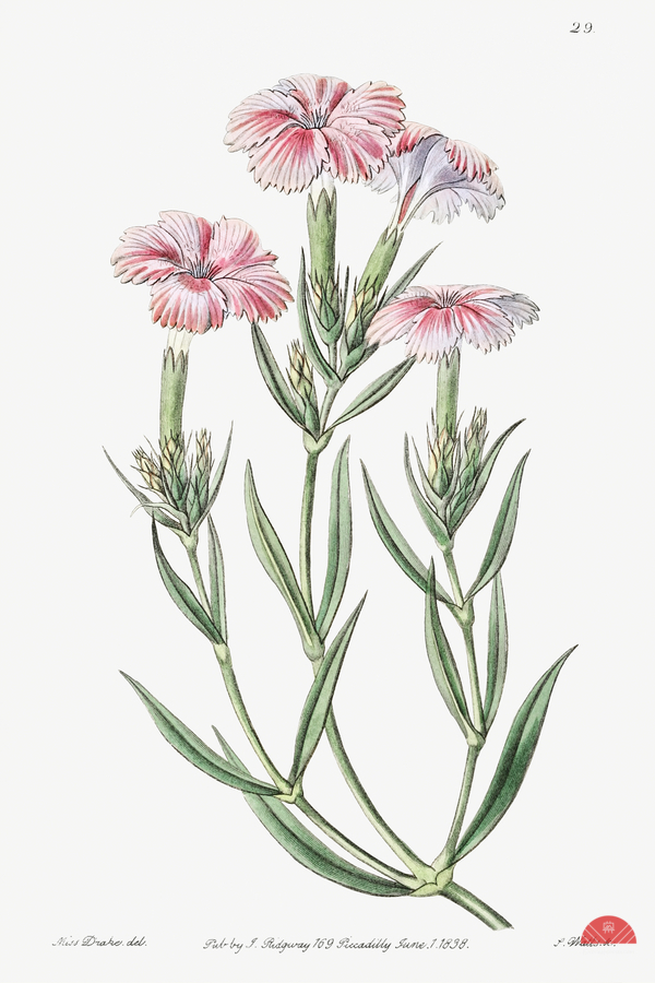 Prince Bisignanos tree pink from Edwards Botanical Register 1829-1847  by Sydenham Edwards John Lindley and James Ridgway.  Print