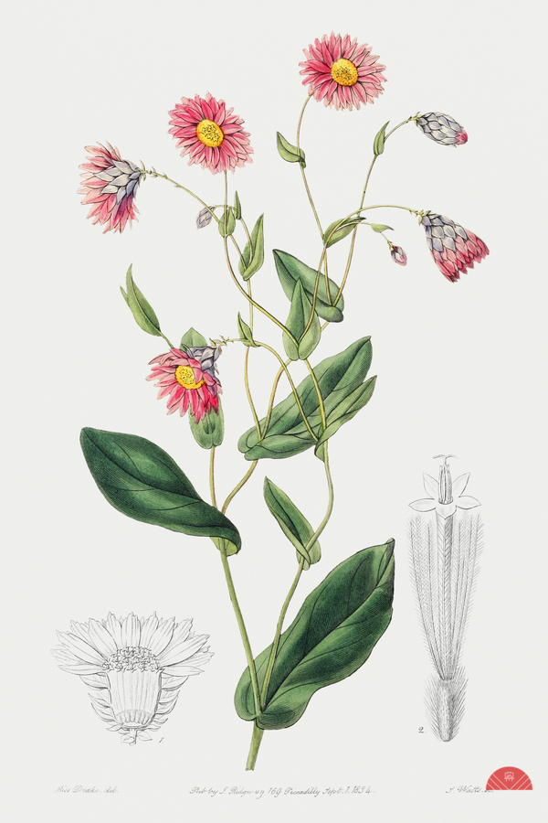 Captain Mangles rhodanthe from Edwards Botanical Register 1829-1847  by Sydenham Edwards John Lindley and James Ridgway.  Print