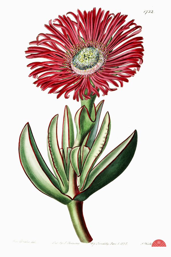 Red-Edged Fig Marigold from Edwards Botanical Register 1829-1847  by Sydenham Edwards John Lindley and James Ridgway.  Print